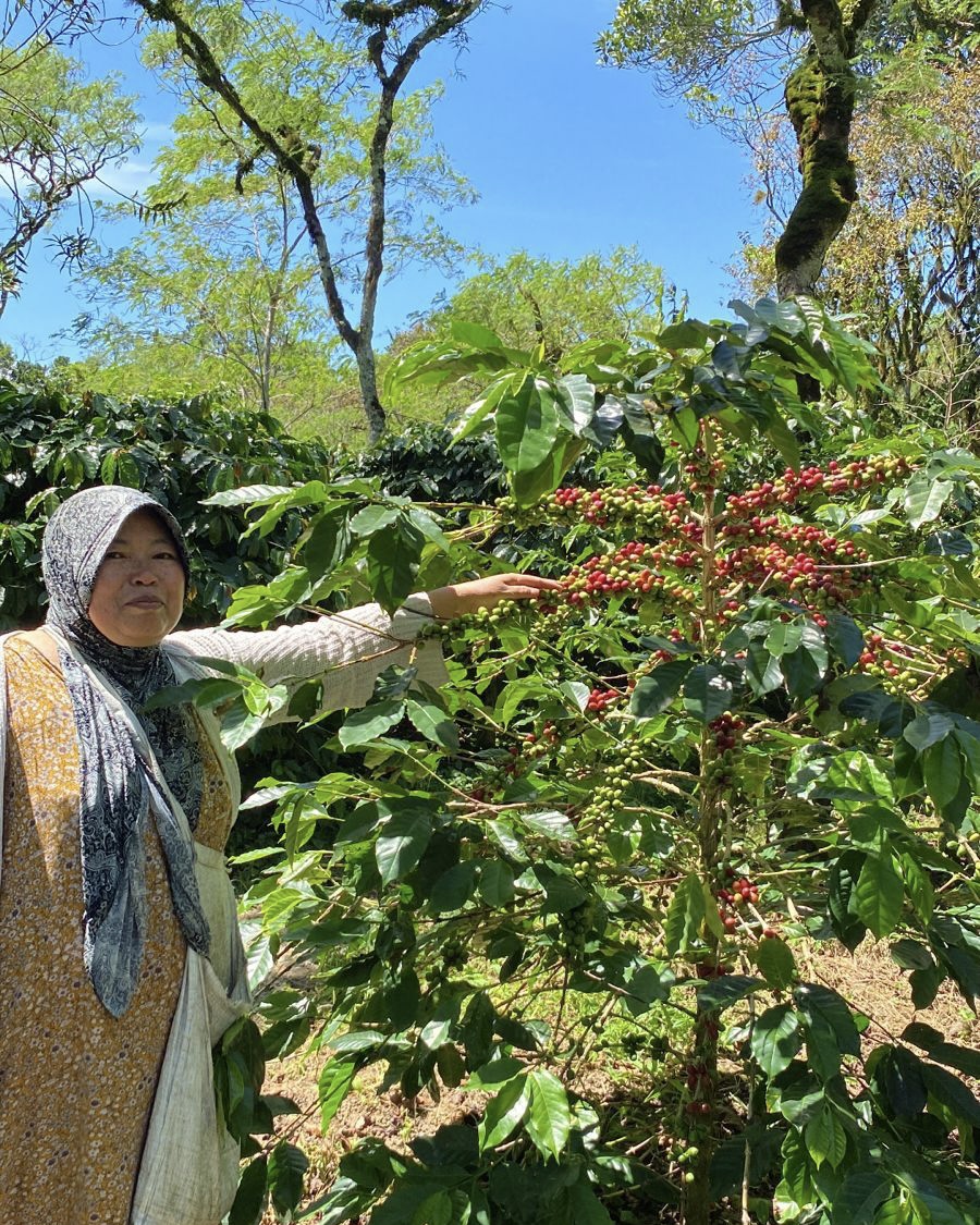 Proses Pemetikan Kopi Merah